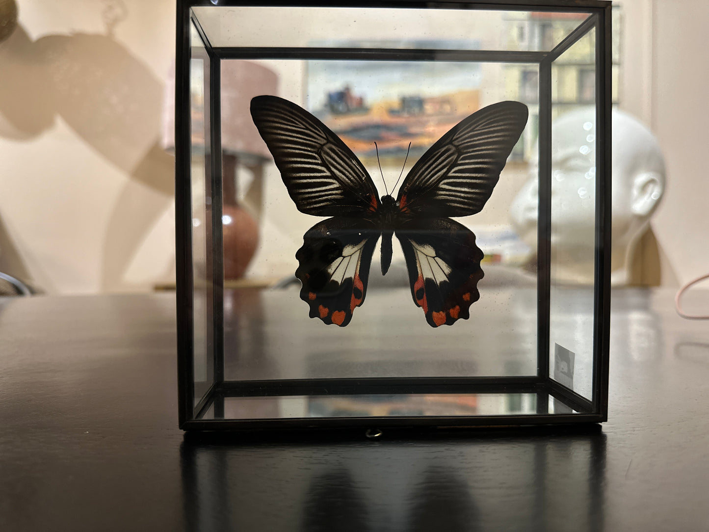 Mariposa en caja de cristal
