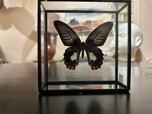 Mariposa en caja de cristal