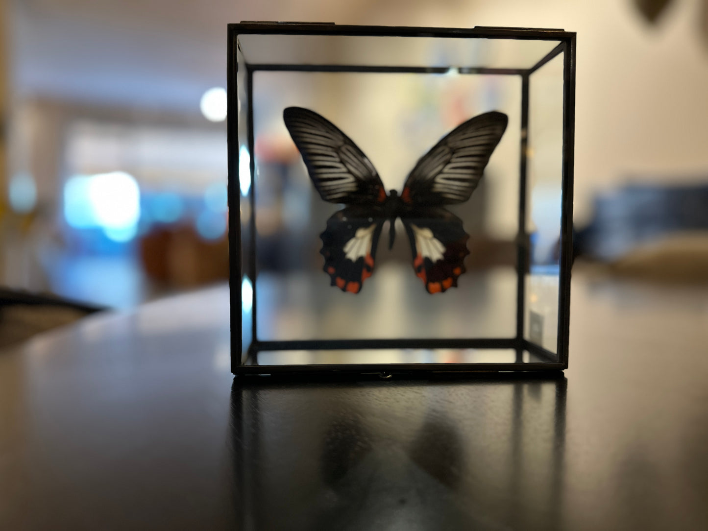 Mariposa en caja de cristal
