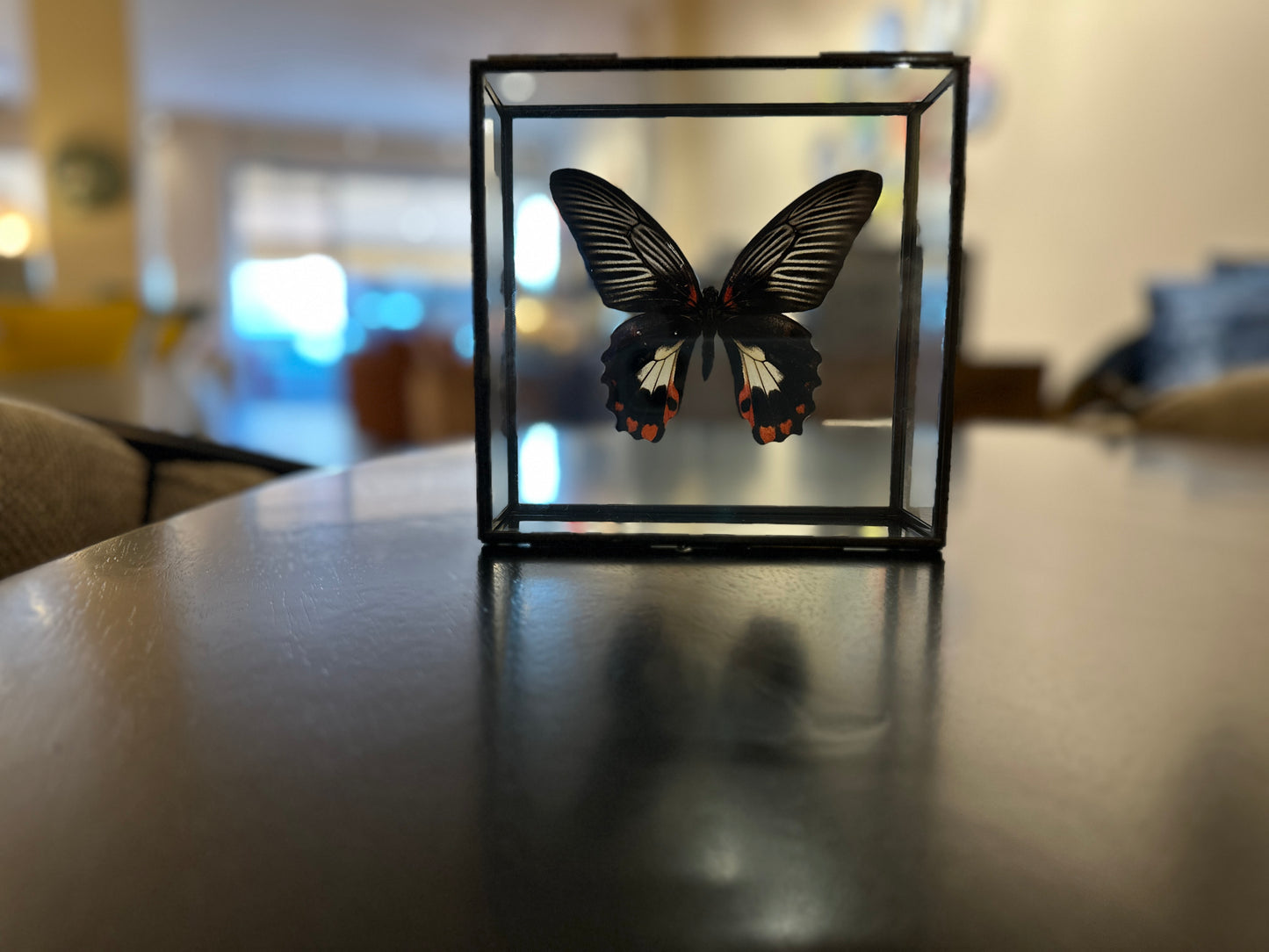 Mariposa en caja de cristal