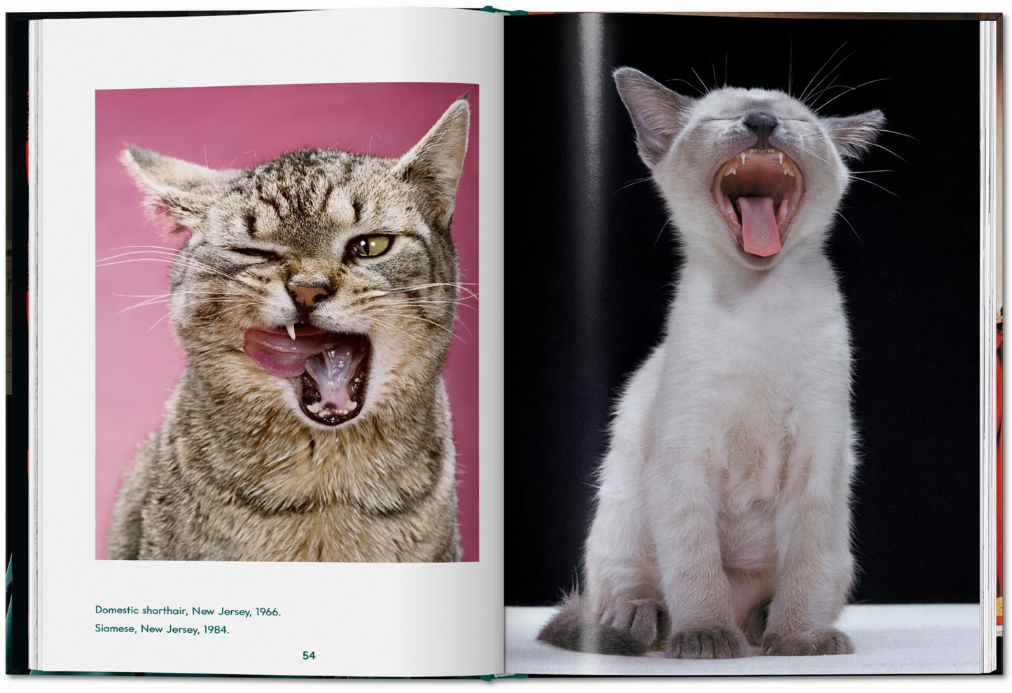 Walter Chandoha. Cats. Photographs 1942–2018