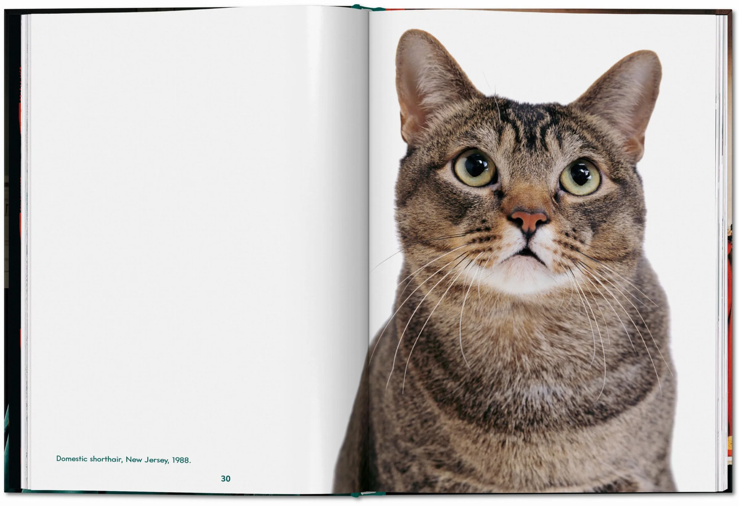 Walter Chandoha. Cats. Photographs 1942–2018